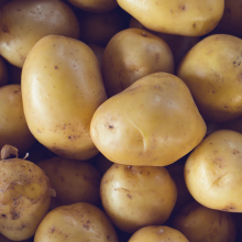 Squar-papas.webp Squar-papas.webp