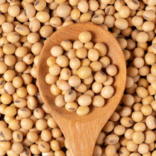 Square-soya.webp Square-soya.webp